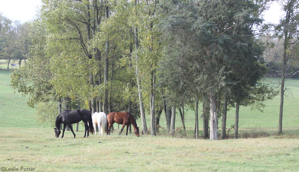 Senior Horse Riding