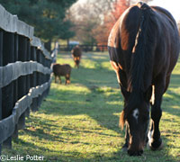 Grazing Horses