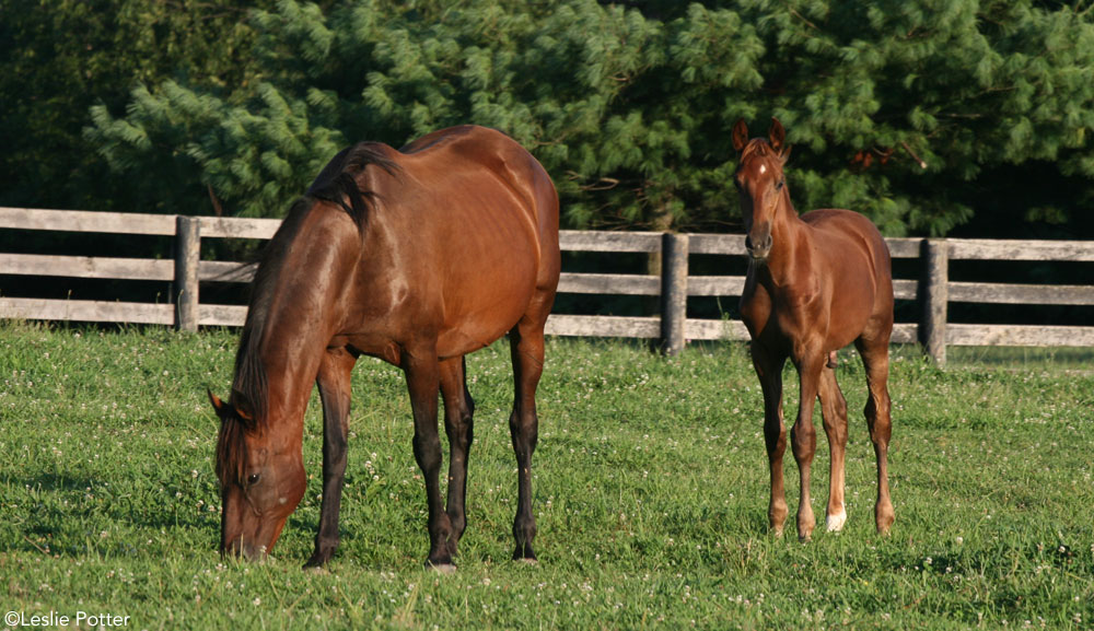 Grazing Mare with Foal