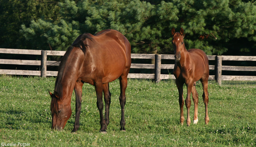 A mare and foal in a field