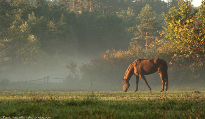 Horse Grazing in Sun