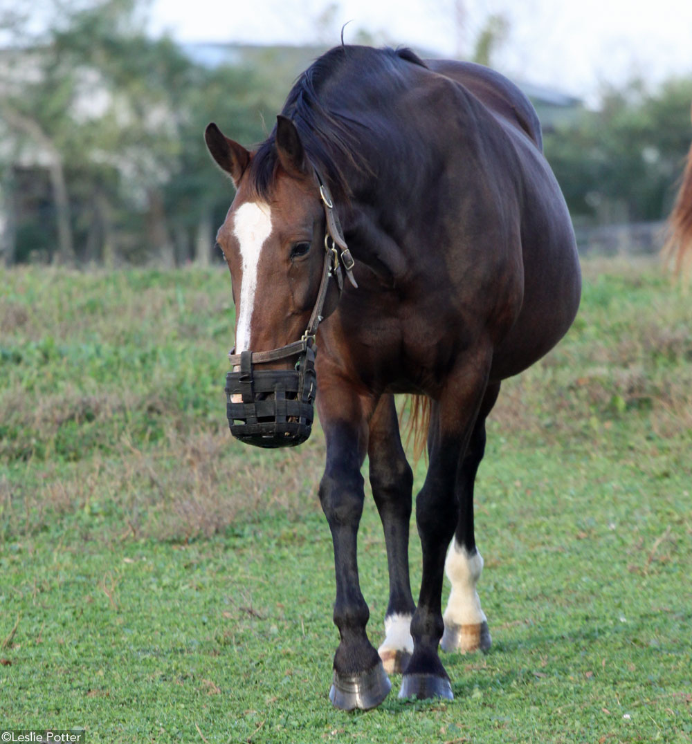 A mare wearing a grazing muzzle