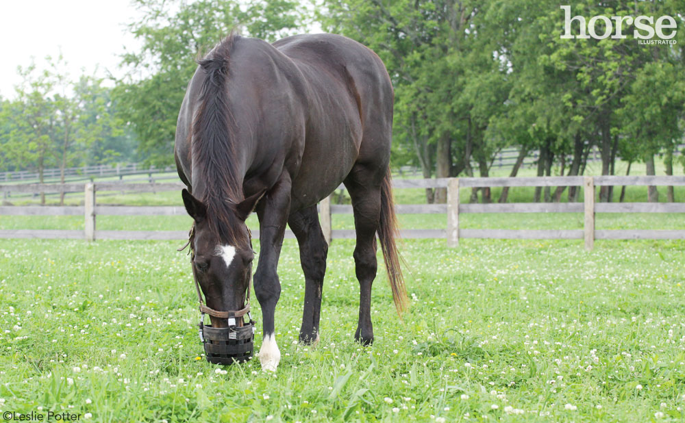 Horse with Grazing Muzzle