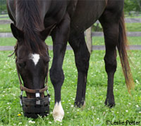 Grazing muzzle