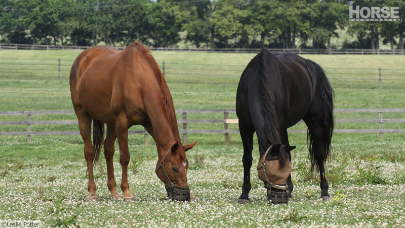 Grazing Muzzles