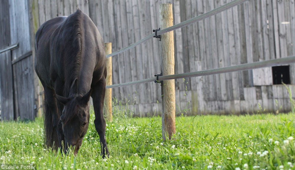 Grazing Horse