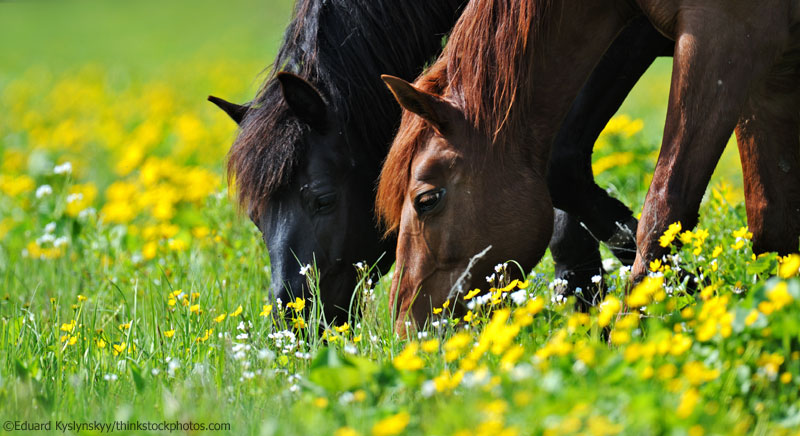 Horses Grazing