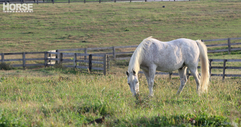 Grazing Horse