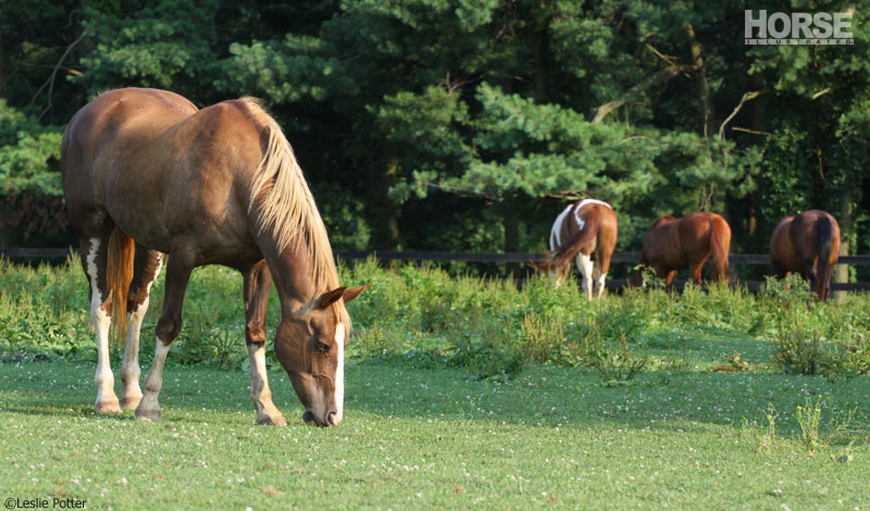 Grazing Horses