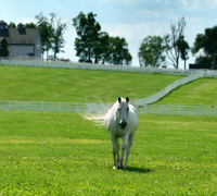 Green Horse Pasture