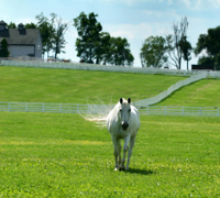 Horse in a green pasture