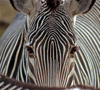 Grevy's Zebra