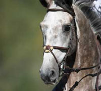 The 2009 WIHS is going to be held in Washington, DC