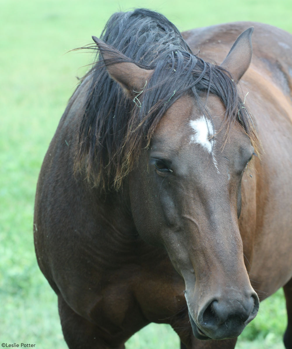 Grumpy Horse