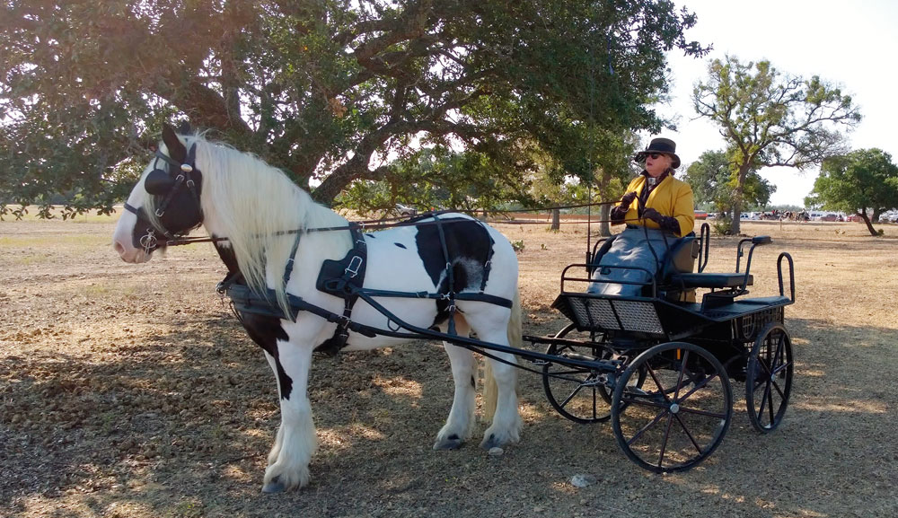 Gypsy Horses