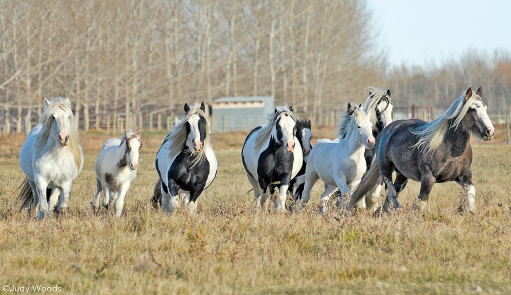 Gypsy Horses