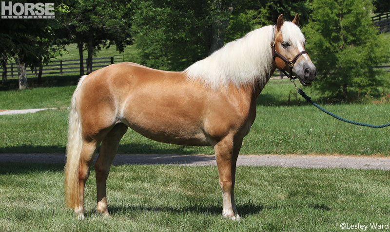 Haflinger Conformation