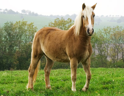 Horse in field