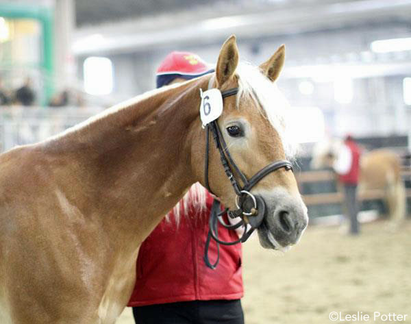 Haflinger