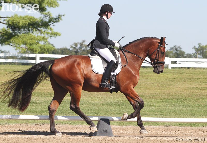 Dressage Canter