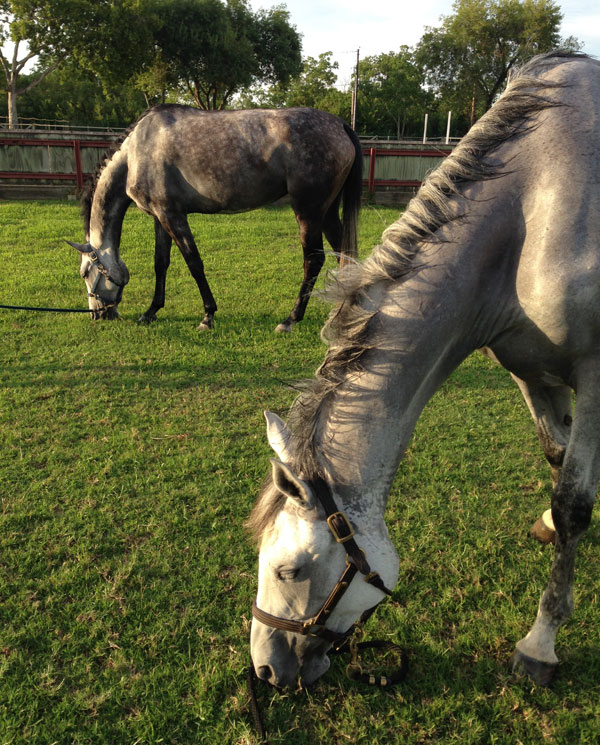 Hand Grazing Horses