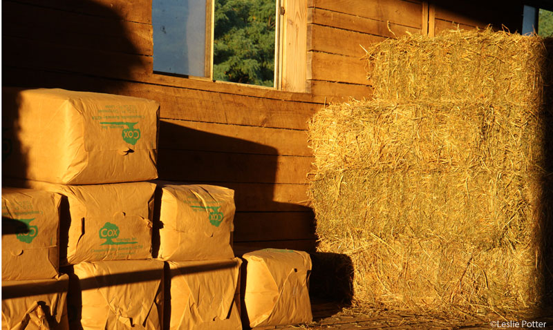 Hay and Bedding