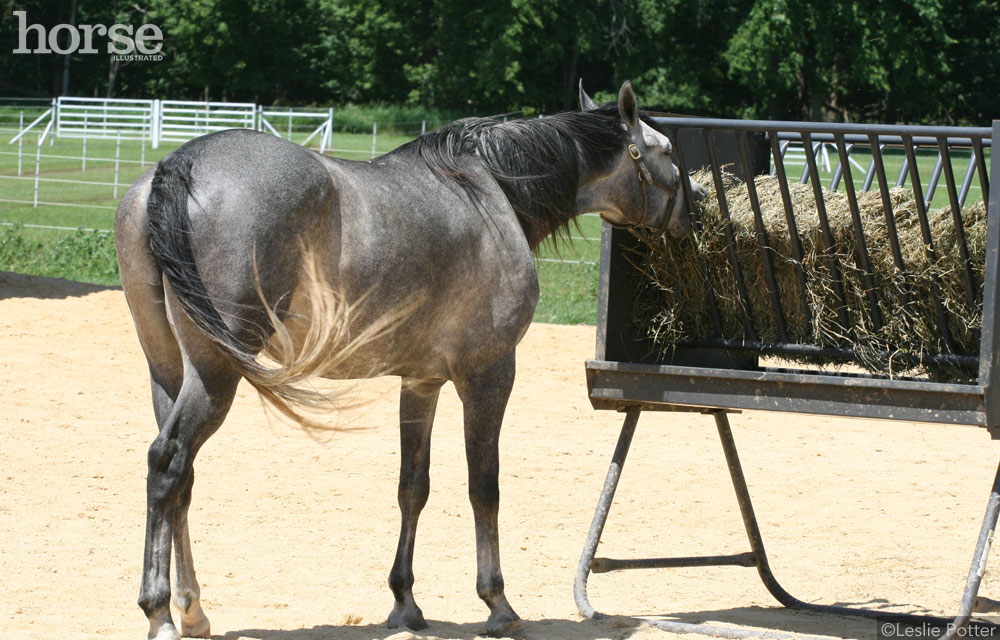 Arabian Horse Eating Hay