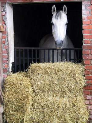 Horse with Hay