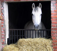 Horse with hay