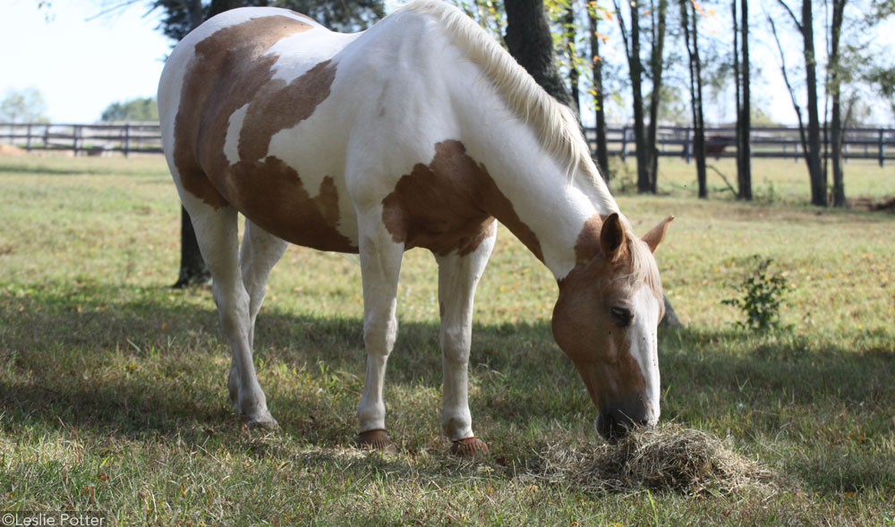 Hay in Pasture