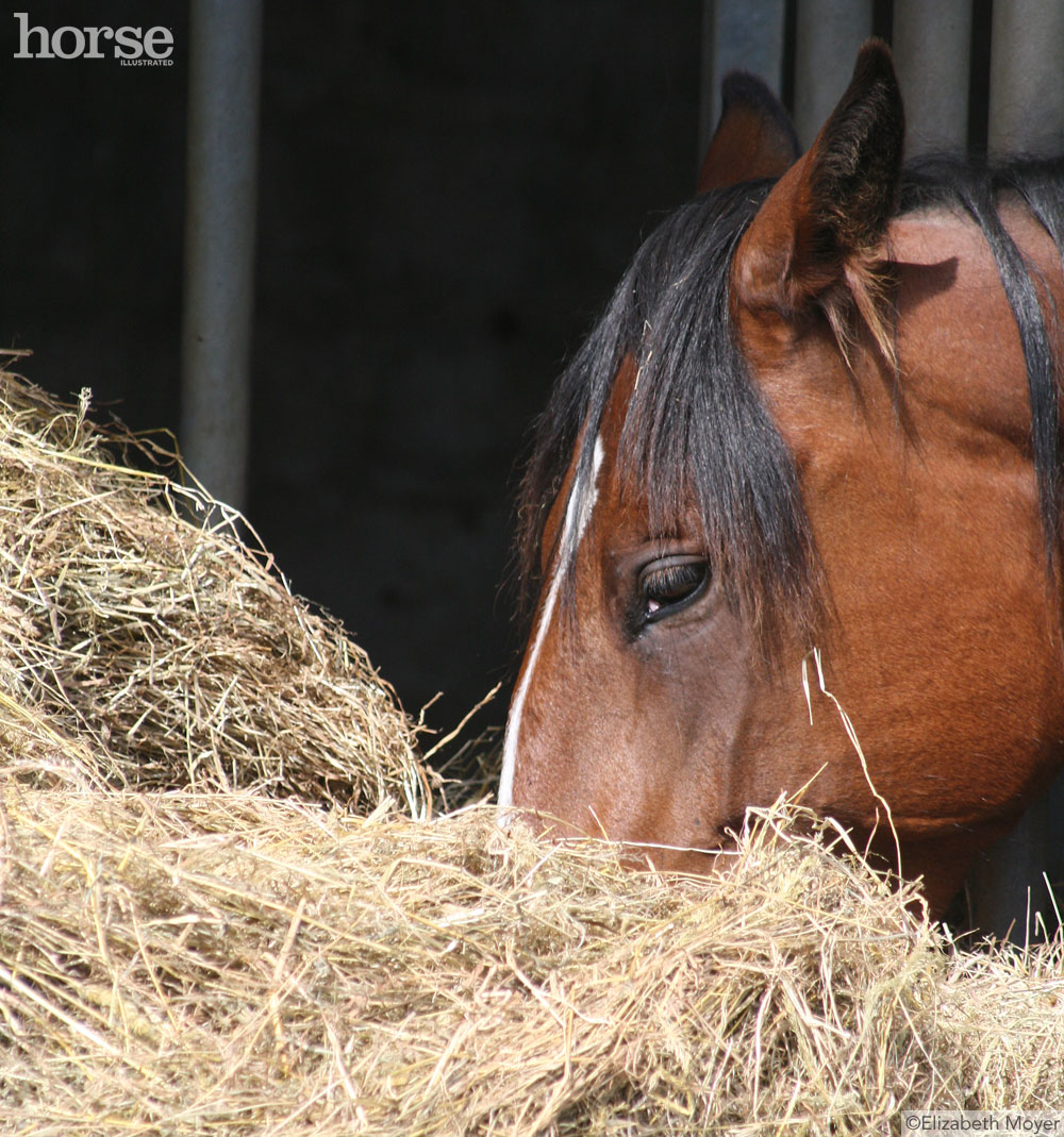 Horse Eating Hay