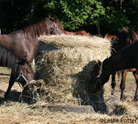 Horses at a roundbale