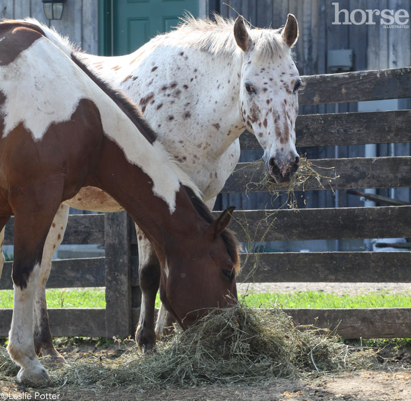 Grazing Horse