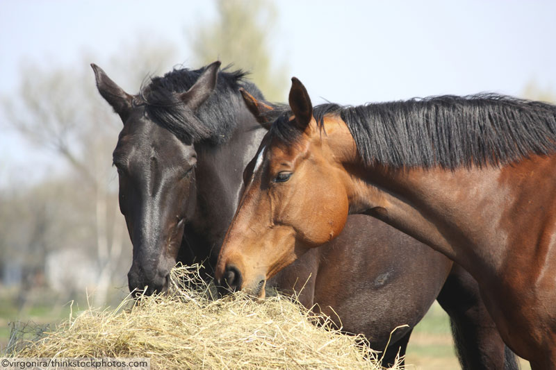 Horses Eating Hay