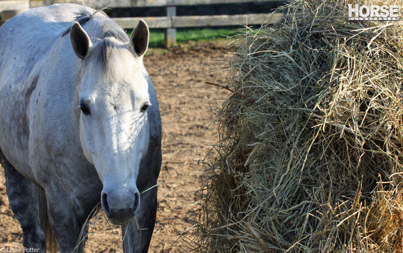 Horse at Round Bale