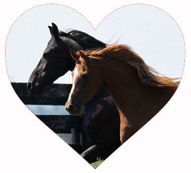 Heart Horses