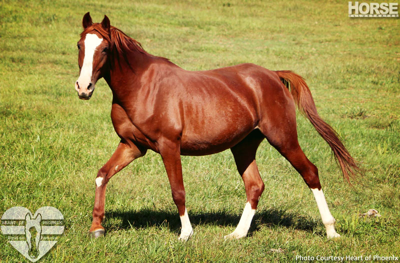 Feed a Horse in Need