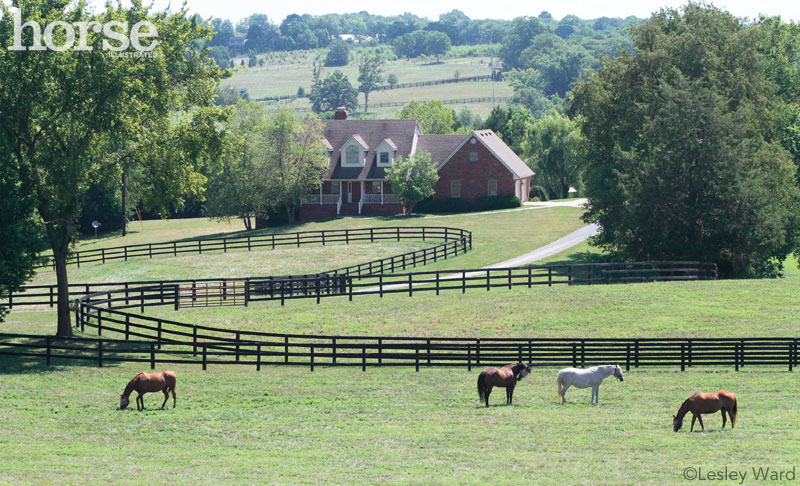 Herd of Horses