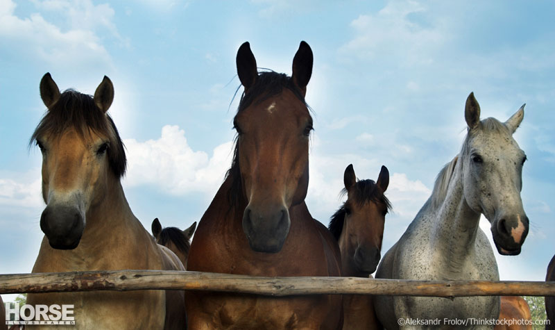 Herd of horses