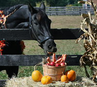 Horse eating carrot