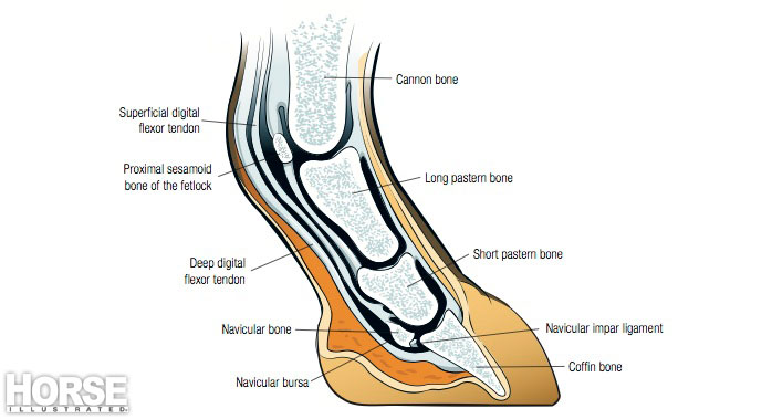 A diagram of the internal structures of the horse's hoof
