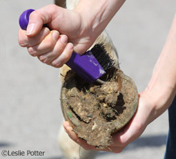 Hoof pick