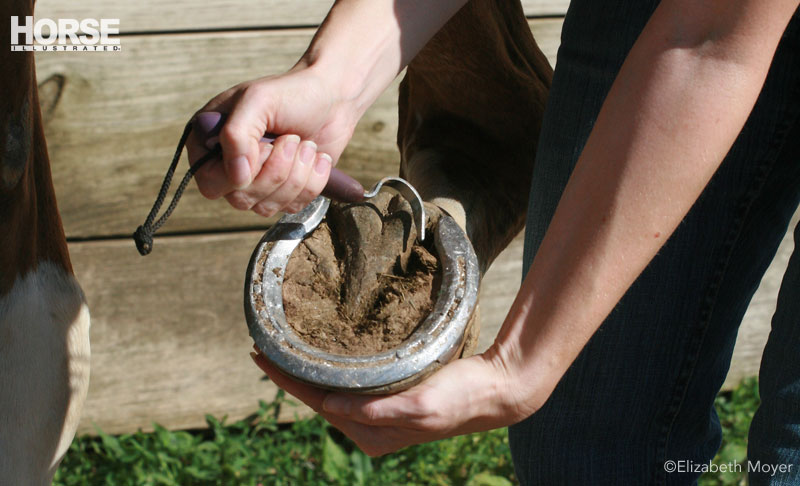 Hoof Pick