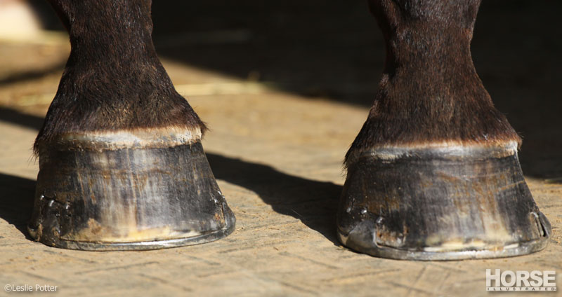 horse hooves