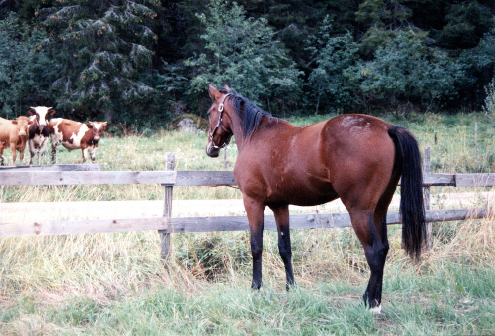 Cattle and Horse