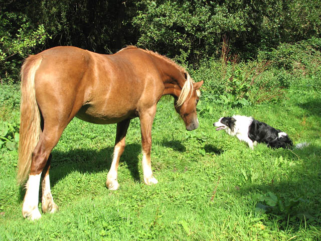 Dog and Horse