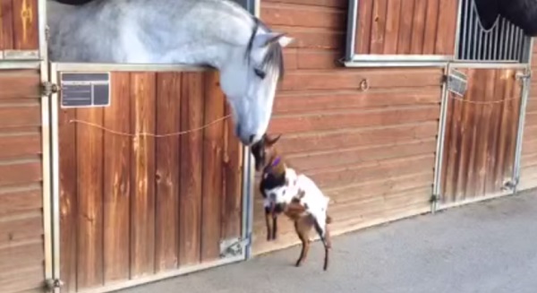 Horse is Greeted in Cutest Way by Goat