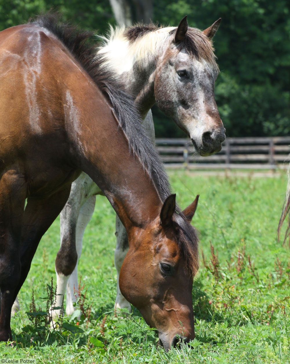 Horse and Pony