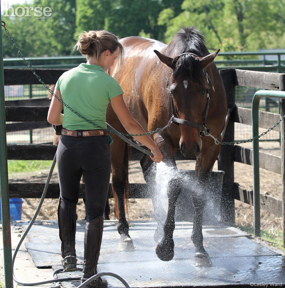 horse grooming challenges