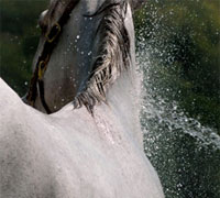 Horse bath